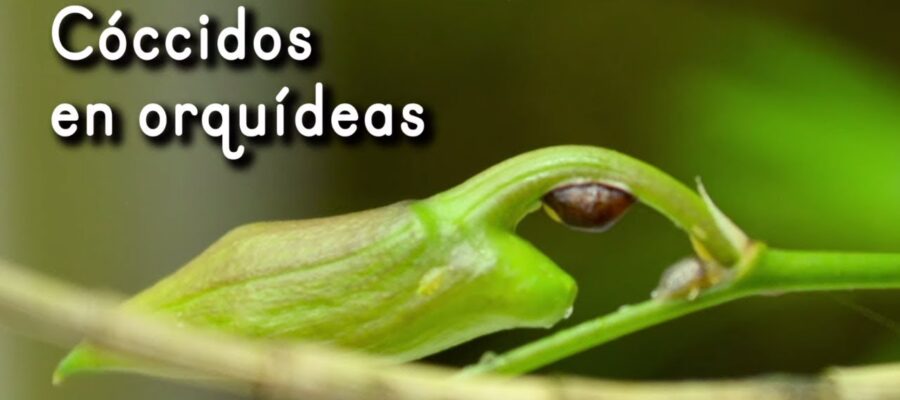 Combate Eficaz de Enfermedades y Plagas en Orquídeas: Guía Completa de Protección