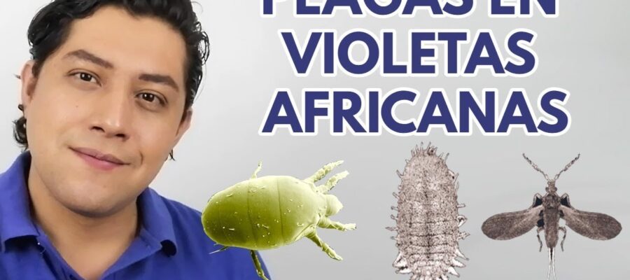 Guía Completa para Combatir Enfermedades y Plagas en Violetas Africanas