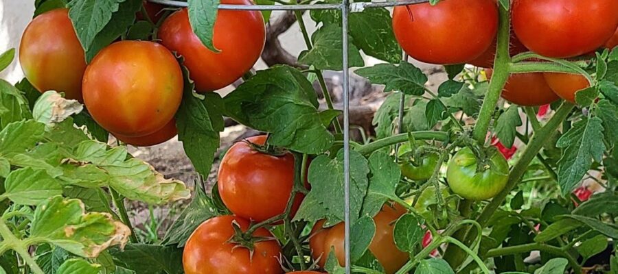 Fertilizantes Orgánicos para Tomates: Maximiza tu Cosecha