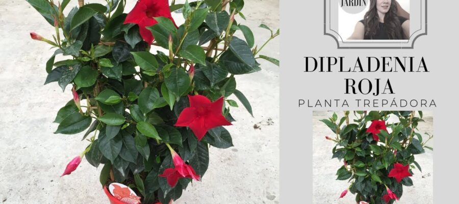 Cómo las Flores Están Aportando a la Diplomacia: Descubre los Beneficios de Usar Flores en la Diplomacia