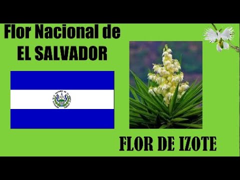 Guía Completa para Sembrar Semillas de Flor de Izote: Cómo Cultivar la Flor Nacional de El Salvador