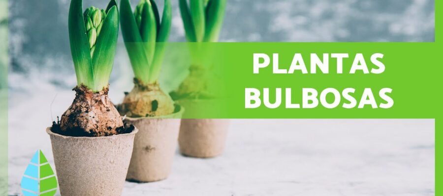 Guía Básica de Jardinería: Introducción a los Bulbos de Flor para Principiantes