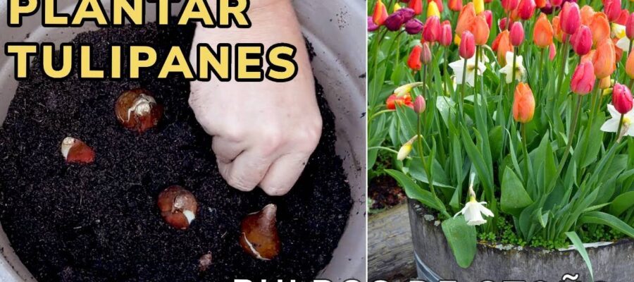 Jardinería en Navidad: Guía para Plantar Bulbos y Flores de Temporada