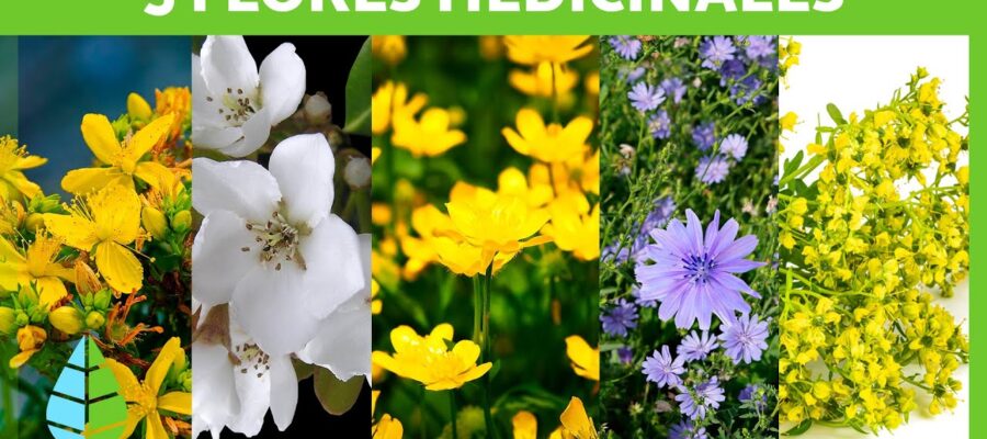 La Ciencia de las Flores y la Salud: Descubriendo Sus Beneficios Comprobados
