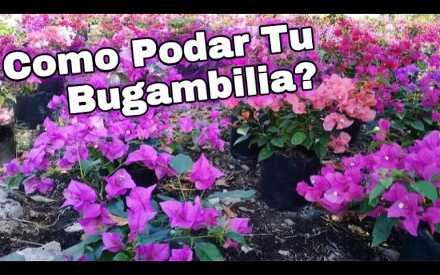 Guía Experta: Los Secretos de la Poda de Bugambilias – Aprende Cuándo y Cómo para Floraciones Espectaculares