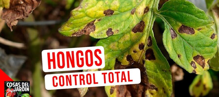 Manejo de la Septoriosis en Plantas: Una Guía Completa