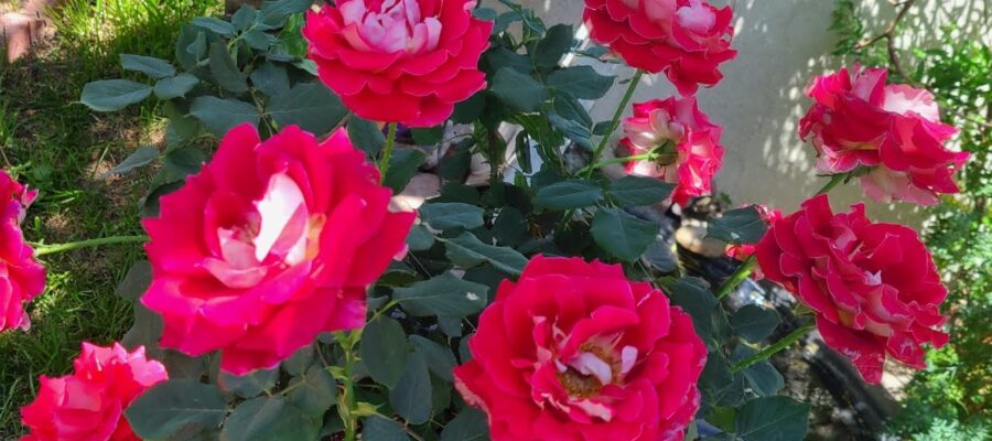 Pesticidas Orgánicos para Rosas: Protegiendo tu Jardín de Rosas