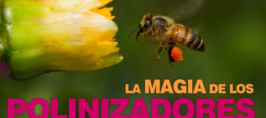Pesticidas Orgánicos y Polinizadores: Protegiendo las Abejas y Mariposas