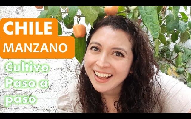 Guía Completa de Cultivo y Cuidados para Plantas de Chile Manzano