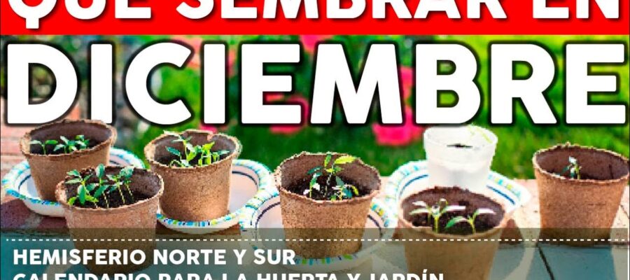 Las Mejores Flores para Plantar en Diciembre en Colombia: Guía de Jardinería