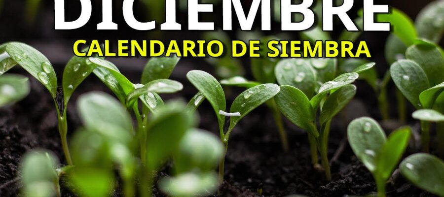 Descubre qué flores plantar en diciembre en España: Guía para un Jardín Invernal