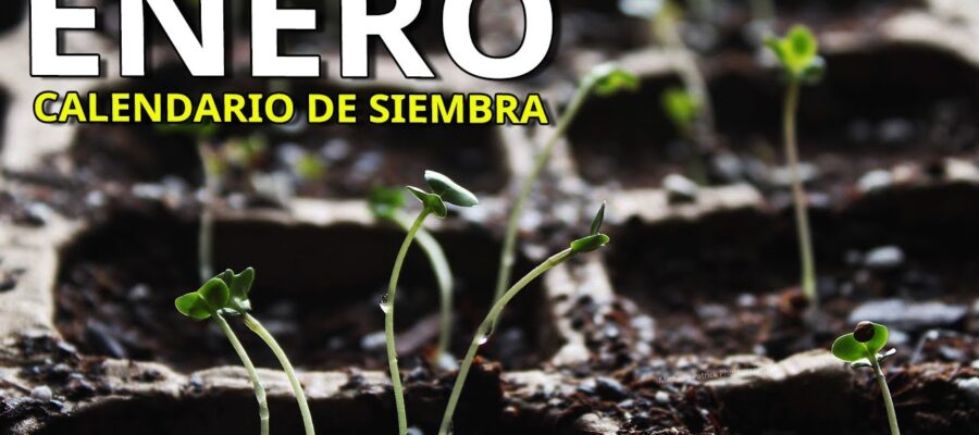 Guía de Jardinería: Las Mejores Flores para Plantar en Enero en México