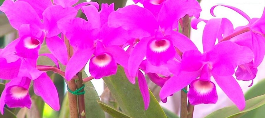 Cómo Cultivar la Guaria Morada: Guía Completa de Semillas y Cuidados de la Orquídea de Costa Rica