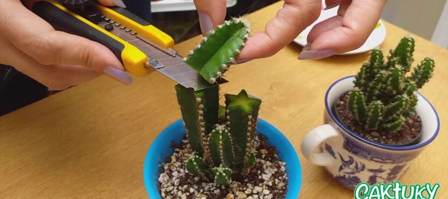 Consejos y trucos para podar cactus correctamente