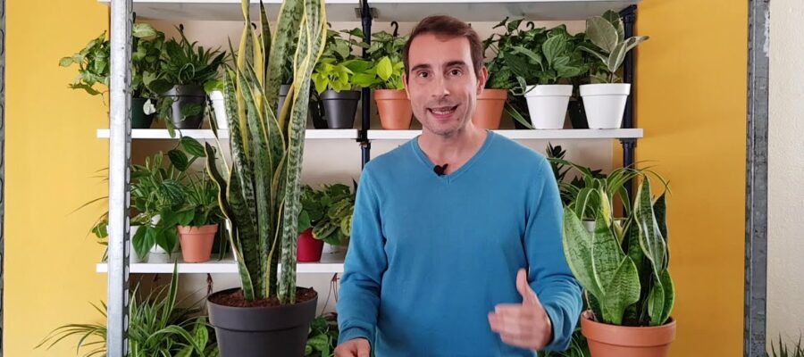 Cómo regar la Lengua de Suegra: Guía Completa para el Cuidado Perfecto de tu Planta