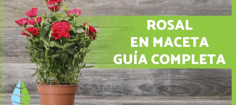 Guía Completa: Cómo Regar los Rosales para un Jardín Floreciente