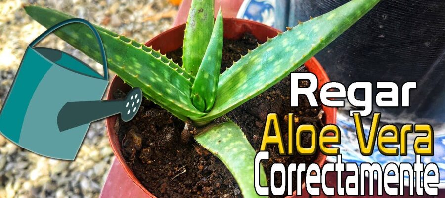 Guía Completa sobre Cómo Regar un Aloe Vera: Consejos y Frecuencia Ideal