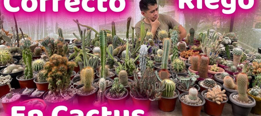 Guía Completa para Regar un Cactus: Consejos y Técnicas para Mantener tu Planta Sana
