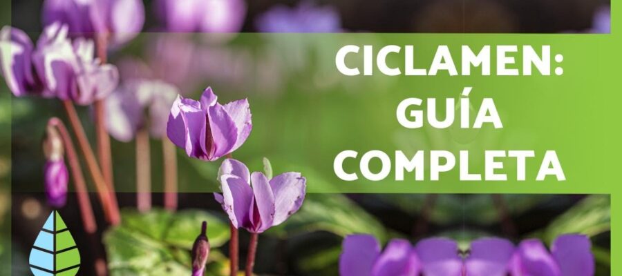 Guía Definitiva: Cómo Regar un Ciclamén para un Florecimiento Óptimo