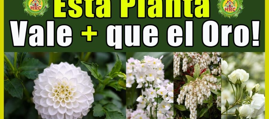 Las 10 Mejores Flores Blancas Parecidas a las Rosas para Tu Jardín