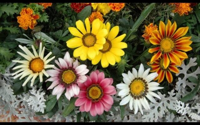 5 Flores Parecidas a Girasoles para Tu Jardín: ¡Agrega un Toque Especial!