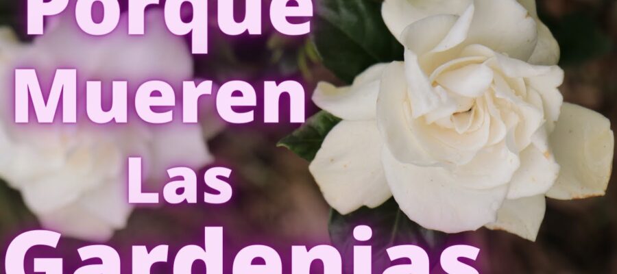 Cómo identificar flores parecidas a la Gardenia: Guía para principiantes