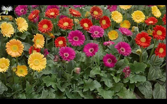Gerberas: Las flores parecidas más hermosas para decorar tu hogar