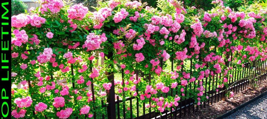 Descubre las mejores flores parecidas a las rosas sin espinas - ¡Descúbrelas ahora!