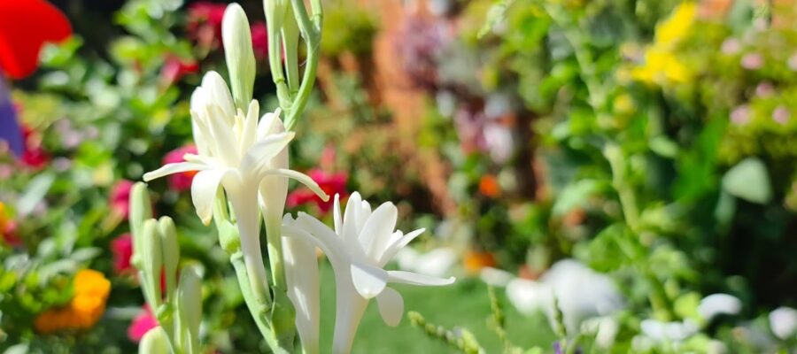 Las 10 Mejores Flores Parecidas a los Nardos para Tu Jardín