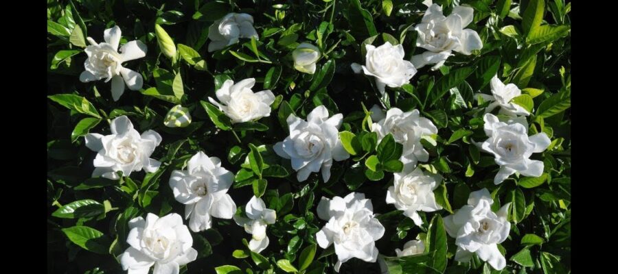 Cuidados y Beneficios de Tener un Jazmín Arbusto en tu Jardín