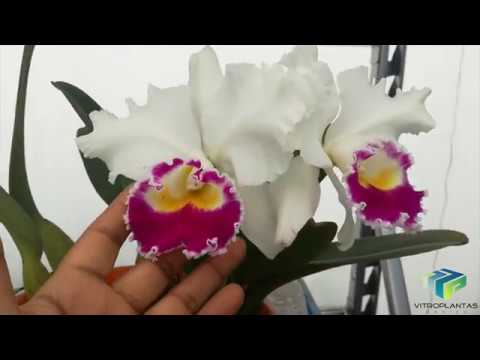 Guía Paso a Paso: Cómo Cultivar Orquídeas Cattleya desde Semillas Exitosamente