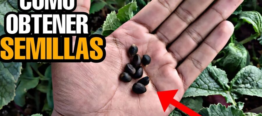 Cómo Cultivar Semillas de Flor de Quisqualis: Guía Paso a Paso para tu Enredadera Tropical