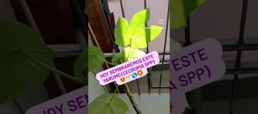 Guía Completa para Cultivar Semillas de Flor de Yagrumo: Técnicas y Consejos para una Hoja Cambiante Saludable