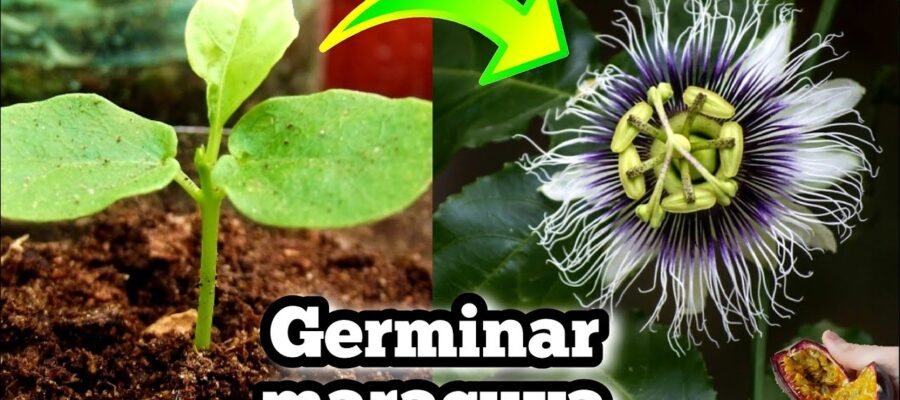 Cómo Cultivar la Pasiflora: Guía Definitiva para Sembrar la Flor de la Pasión
