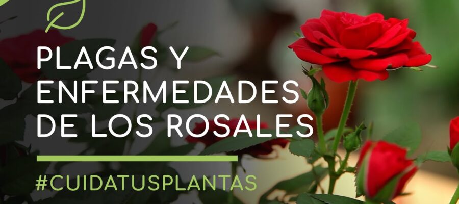 Top 10 Enfermedades Comunes en Flores de Altitud: Guía para Cultivadores Andinos