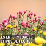 Combatiendo Enfermedades en Flores Exóticas: Guía Completa para Jardineros en Latinoamérica