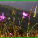 Top 10 Enfermedades Comunes en Flores Nativas de Selvas Tropicales: Prevención y Tratamiento