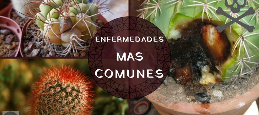 Guía Completa: Síntomas y Tratamientos para Enfermedades en Flores de Cactus