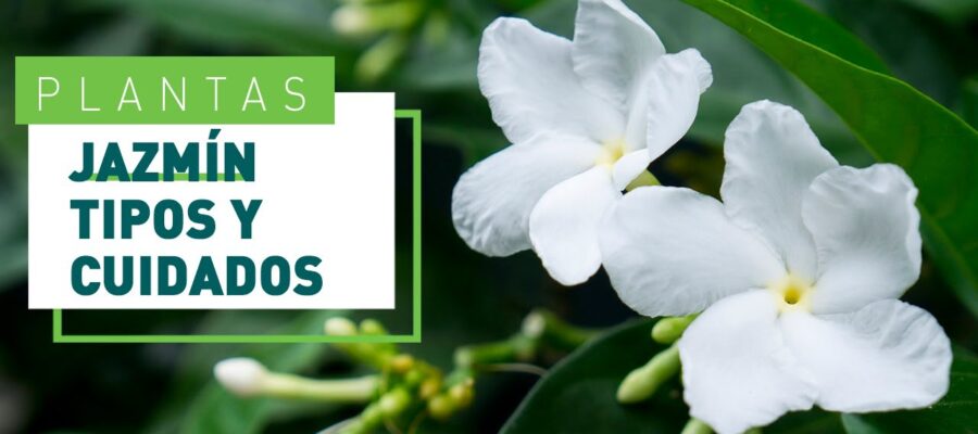Guía Completa de Enfermedades en Flores de Patios y Jardines Internos: Prevención y Tratamientos