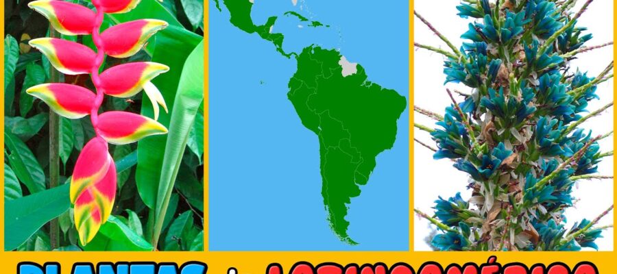 Descubriendo la Belleza Natural: Las Flores Nativas de Latinoamérica y su Asombrosa Diversidad