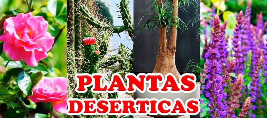 Top 10 Flores Resistentes Perfectas para Zonas Áridas en Latinoamérica: Guía de Jardinería