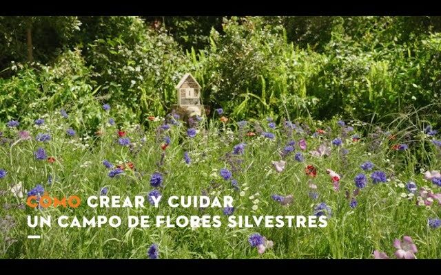 Guía Completa de Flores Silvestres en Latinoamérica: Identificación y Cuidados