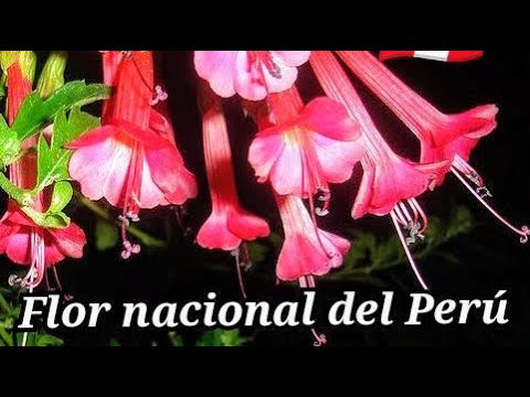 Guía Completa sobre Cómo Sembrar y Cuidar la Cantuta: Flor Nacional de Perú y Bolivia