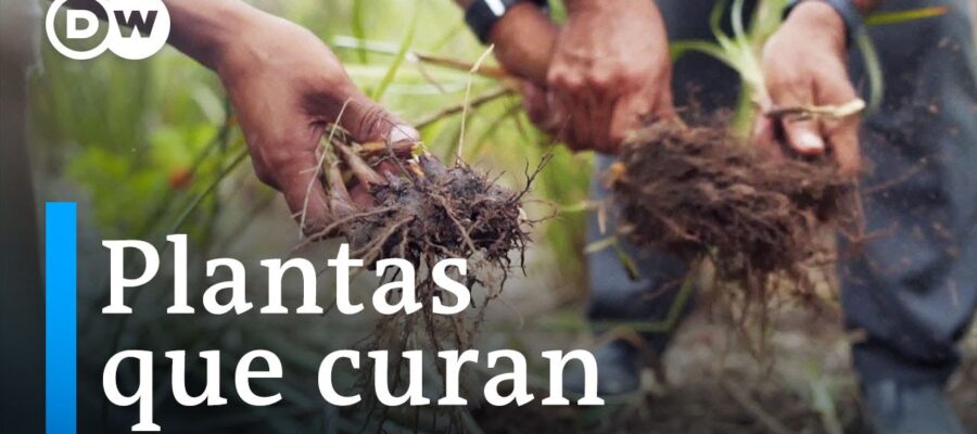 Descubre las 15 Plantas Medicinales de Latinoamérica y Sus Usos Tradicionales Milenarios