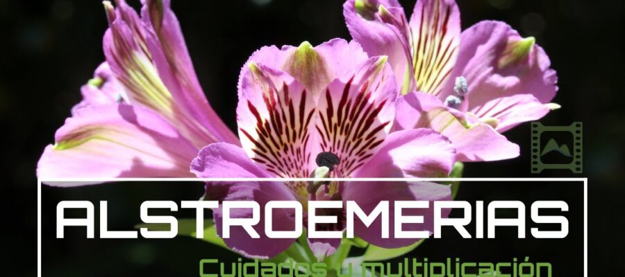 Guía Completa de Cultivo: Semillas de Alstroemeria - Cómo Lograr un Jardín Esplendoroso con 'Lirios de los Incas
