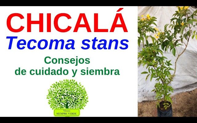 Guía Completa para Cultivar Semillas de Chicalá: La Joya Floral de Colombia