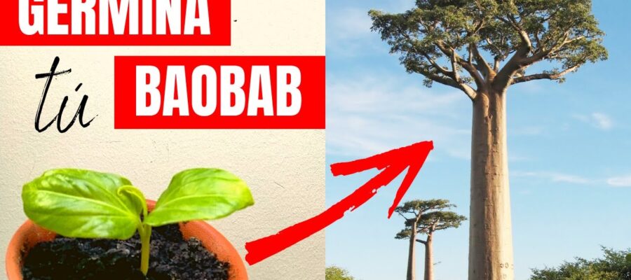 Semillas de Flor de Baobab: Cultiva Exotismo y Belleza en tu Jardín
