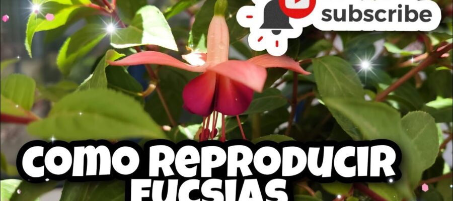 Guía Completa de Cultivo: Semillas de Fuchsia - Aprende a Crecer 'Pendientes de la Reina' en Tu Jardín