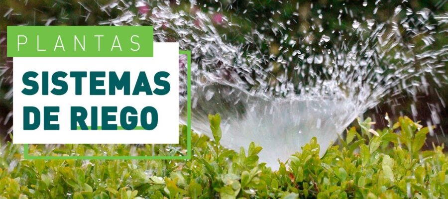 10 Técnicas de Riego Eficiente para Maximizar el Agua en Jardines Latinoamericanos