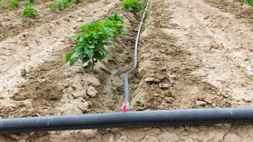Riego eficiente: Eleva tu jardín y huerto al próximo nivel con sistemas de riego por goteo